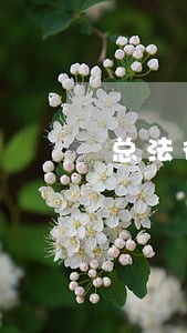 总法律顾问手记 豆瓣 总法律顾问手记 豆瓣